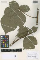 Type? of Rubus maximus T. Marsson [family ROSACEAE]