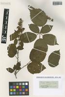 Type? of Rubus koehleri Weihe & Nees [family ROSACEAE]