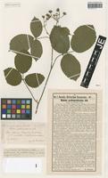 Syntype of Rubus pedemontanus Pinkw. [family ROSACEAE]