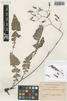 Syntype of Lactuca haimanniana Asch. ex E. A. Durand & Barratte [family ASTERACEAE]