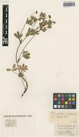 Syntype of Potentilla gentilis Jord. [family ROSACEAE]
