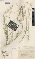 Syntype of Haplophyllum vermiculare Hand.-Mazz. [family RUTACEAE]
