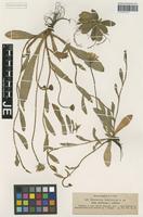 Syntype of Hieracium basifurcum Nägeli & Peter _unranked orithales Nägeli & Peter [family ASTERACEAE]
