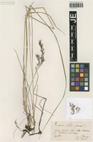 Isolectotype of Festuca porcii Hack. [family POACEAE]