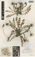 Holotype of Taraxacum stellum R. Doll [family ASTERACEAE]