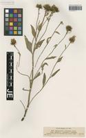 Syntype of Hieracium villosum Jacq. _unranked stenobasis Nägeli & Peter [family ASTERACEAE]
