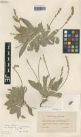 Isotype of Plantago albicans L. variety lanuginosa L. Chevall. [family PLANTAGINACEAE]