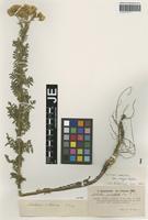 Isotype of Achillea nobilis L. variety major Bässler [family ASTERACEAE]