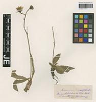 Original material of Hieracium clusii Dichtl [family ASTERACEAE]