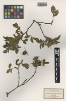 Syntype of Rosa bellavallis Puget ex Déségl. [family ROSACEAE]