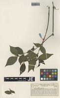 Syntype of Alternanthera scandens Herzog [family AMARANTHACEAE]