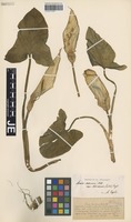 Syntype of Arum facchinii Porta [family ARACEAE]