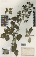 Isolectotype of Rubus oculus-junonis Gand. [family ROSACEAE]