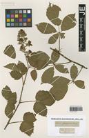 Type? of Rubus silvaticus Weihe & Nees [family ROSACEAE]