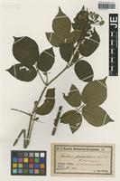 Isolectotype of Rubus guentheri Weihe & Nees forma pruinosus Utsch [family ROSACEAE]