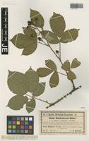 Isotype of Rubus reichenbachii Köhler ex Weihe & Nees forma rubriflorus Utsch [family ROSACEAE]