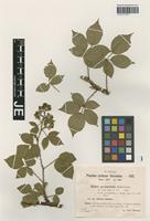 Syntype of Rubus pyramidalis Kaltenb. variety sitiens H. Hofm. ex Sudre [family ROSACEAE]