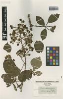 Type? of Rubus rhamnifolius Weihe & Nees [family ROSACEAE]