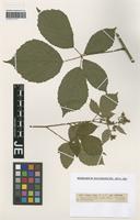 Isotype of Rubus rudis Weihe & Nees variety umbrosus G. Braun [family ROSACEAE]