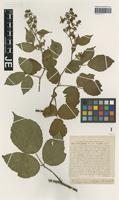 Syntype of Rubus pallidus Weihe & Nees forma apricus G. Braun [family ROSACEAE]