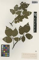 Isotype of Rubus erythrocomos G. Braun [family ROSACEAE]