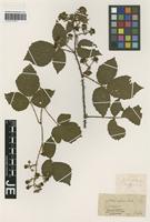 Type? of Rubus rosaceus Weihe & Nees [family ROSACEAE]