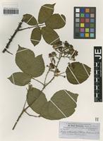 Syntype of Rubus buhnensis (Focke) G. Braun [family ROSACEAE]