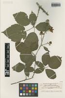 Syntype of Rubus winteri (P. J. Müll. ex Focke) Foerster [family ROSACEAE]