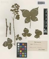 Type? of Rubus sendtneri Progel [family ROSACEAE]