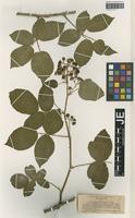 Isotype of Rubus pannosus P. J. Müll. & Wirtg. [family ROSACEAE]