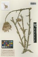 Isotype of Carduus intercedens Hausskn. [family ASTERACEAE]