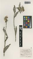 Isotype of Carduus haussknechtii Bornm. [family ASTERACEAE]