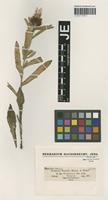 Syntype of Centaurea debeauxii Gren. & Godr. species endressii Dostál [family ASTERACEAE]
