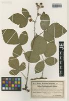 Isotype of Rubus reichenbachii Köhler ex Weihe & Nees forma rubriflorus Utsch [family ROSACEAE]