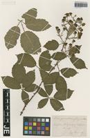 Syntype of Rubus platyacanthus Utsch ex P. Demandt [family ROSACEAE]