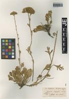 Isotype of Pyrethrum leucophyllum Boiss. & Hausskn. [family ASTERACEAE]