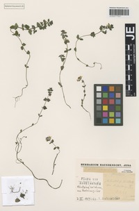 Original material of Euphrasia rostkoviana Hayne subspecies kreiselii Rothm. & U. Schneid. [family SCROPHULARIACEAE]