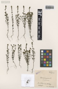 Isotype of Euphrasia gracilis (Fr.) Drejer forma ramosissima Bornm. [family SCROPHULARIACEAE]