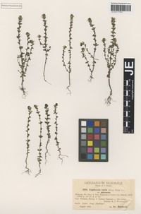 Syntype of Euphrasia curta (Fr.) Wettst. variety glabrescens Wettst. [family SCROPHULARIACEAE]