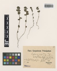 Syntype of Euphrasia minima Jacq. ex DC. subspecies tatrae (Wettst.) Hayek [family SCROPHULARIACEAE]