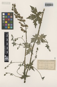 Type? of Aconitum moldavicum Hacq. ex Rchb. forma obtusidentatum Simonk. ex Gáyer [family RANUNCULACEAE]