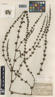 Holotype of Rumex pulcher L. forma oligomicrodontus Hausskn. [family POLYGONACEAE]