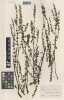 Syntype of Rumex sagorskii Hausskn. [family POLYGONACEAE]