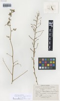 Syntype of Bassia joppensis Bornm. & Dinsm. [family CHENOPODIACEAE]