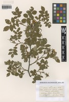 Syntype of Rosa tomentosa Sm. variety multiflora Wirtg. [family ROSACEAE]