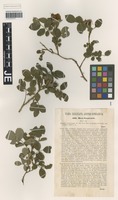 Syntype of Rosa granensis Kmet ex Heinr. Braun [family ROSACEAE]