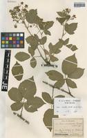 Isotype of Rubus chaerophyllus Sagorski & W. Schultze [family ROSACEAE]