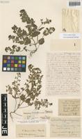 Holotype of Veronica bornmuelleri Hausskn. [family SCROPHULARIACEAE]