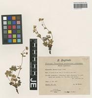 Syntype of Potentilla huteri Siegfr. ex Th. Wolf [family ROSACEAE]