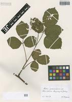 Syntype of Rubus pedemontanus Pinkw. [family ROSACEAE]